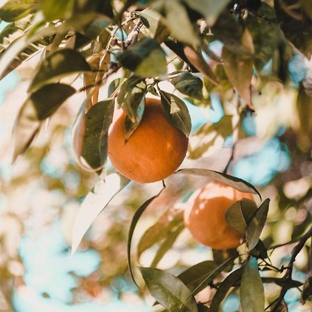 Apartman "Citrus" Trebinje Esterno foto